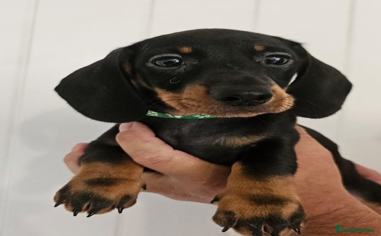 Dachshund dogs - Advert 15