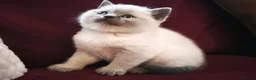 British Shorthair cats for sale: Beautiful British Shorthair Kittens in Darlington - Advert 12