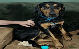 Mixed Breed dogs for sale: Dobermann mix 9 month old male - Image 4