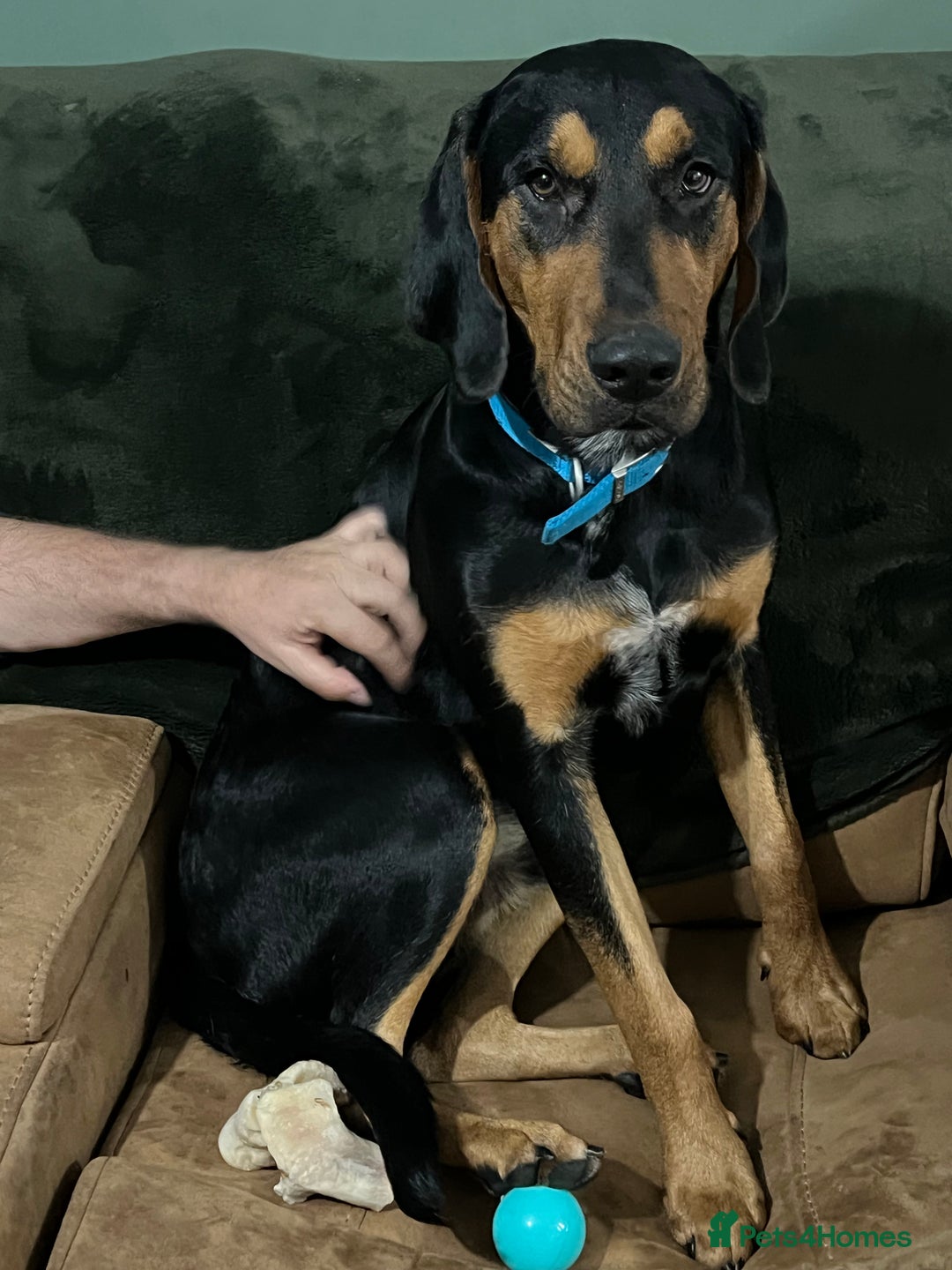 Mixed Breed dogs for sale: Dobermann mix 9 month old male - Image 4