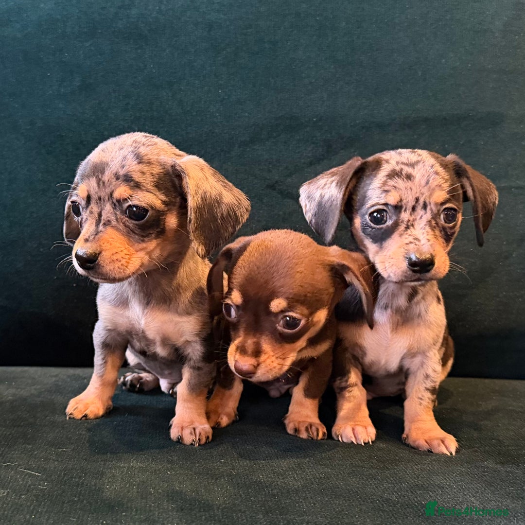 Mixed Breed dogs for sale: Chihuahua cross dachshund puppies  - Advert 7