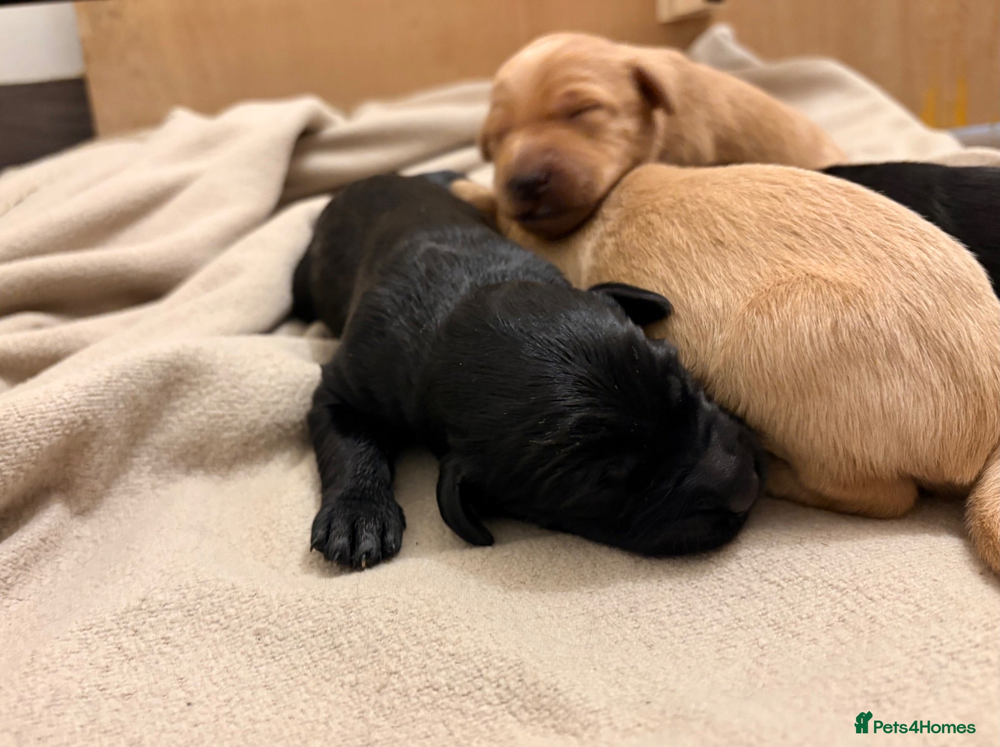 Labradoodle dogs 🦴❤️ beautiful F1 Labradoodle puppies ❤️🦴 - Advert 2