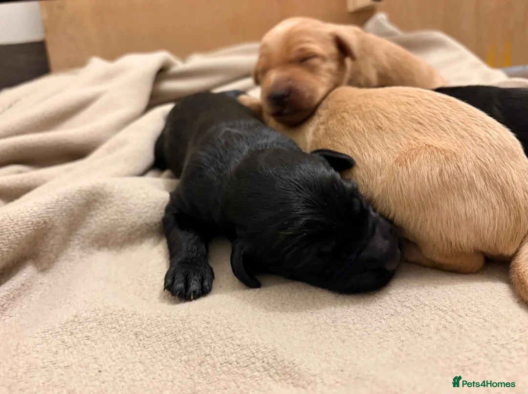 Labradoodle dogs for sale: 🦴❤️ beautiful F1 Labradoodle puppies ❤️🦴 in Rowley Regis - Advert 2