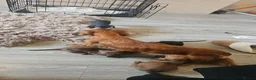 Dachshund dogs for sale: Miniature Dachshund puppies - Advert 2