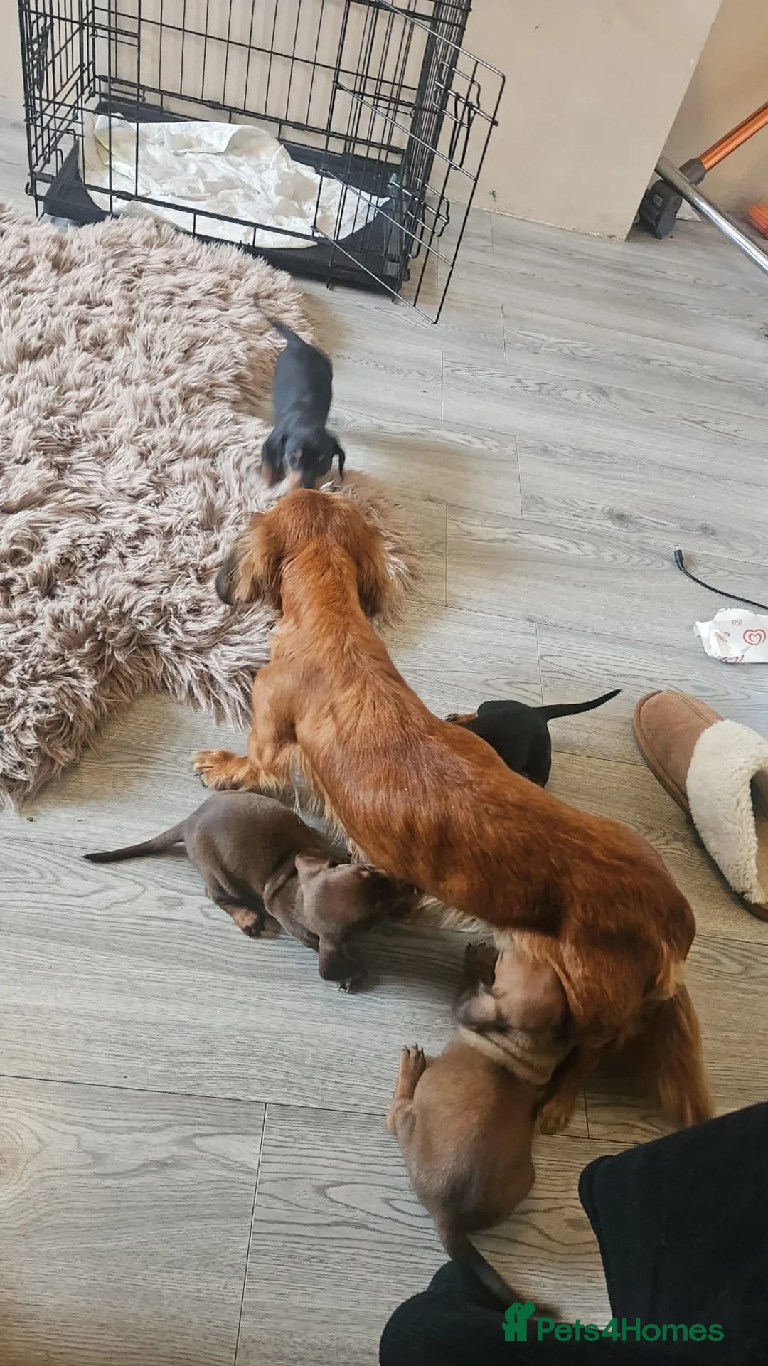 Dachshund dogs for sale: Miniature Dachshund puppies - Advert 2