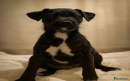 Patterjack dogs for sale:  🐾 Patterdale x Jack Russell Puppies 🐾 - Image 16