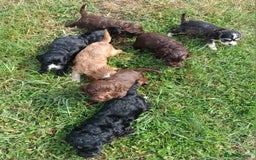 Cockapoo dogs for sale: 🐾 Brilliant Cockalier-a-Poo Puppies! 🐾 - Image 9