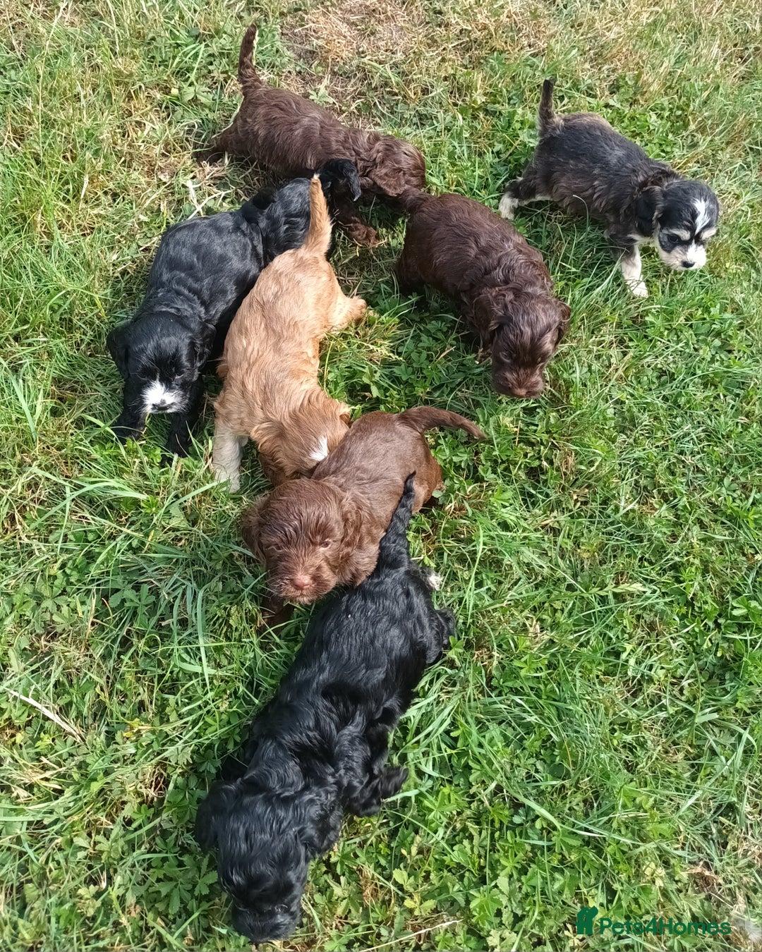 Cockapoo dogs for sale: 🐾 Brilliant Cockalier-a-Poo Puppies! 🐾 - Image 9