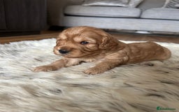 Cavapoo dogs for sale: 💕🐾 Tiny Paws, Big Heart 🐾💕Toy Cavapoo  - Image 17