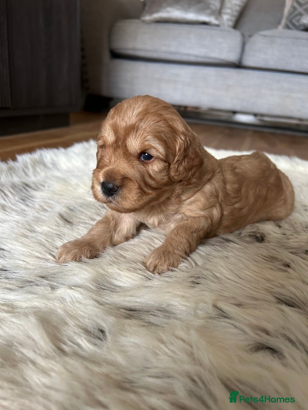 Cavapoo dogs for sale: 💕🐾 Tiny Paws, Big Heart 🐾💕Toy Cavapoo  - Image 17