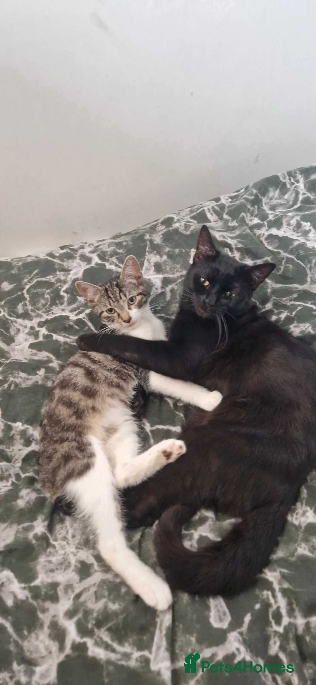 British Shorthair cats for sale: Shorthair  - Advert 6