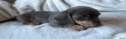 Miniature Dachshund dogs for sale: Stunning rare colours miniature dachshunds  - Advert 20