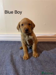 Labrador Retriever Puppy 9