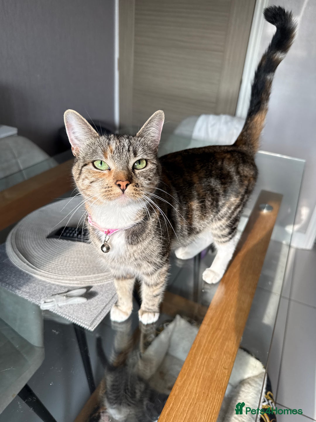 Mixed Breed cats for sale: 2 Mixed kittens - Image 2