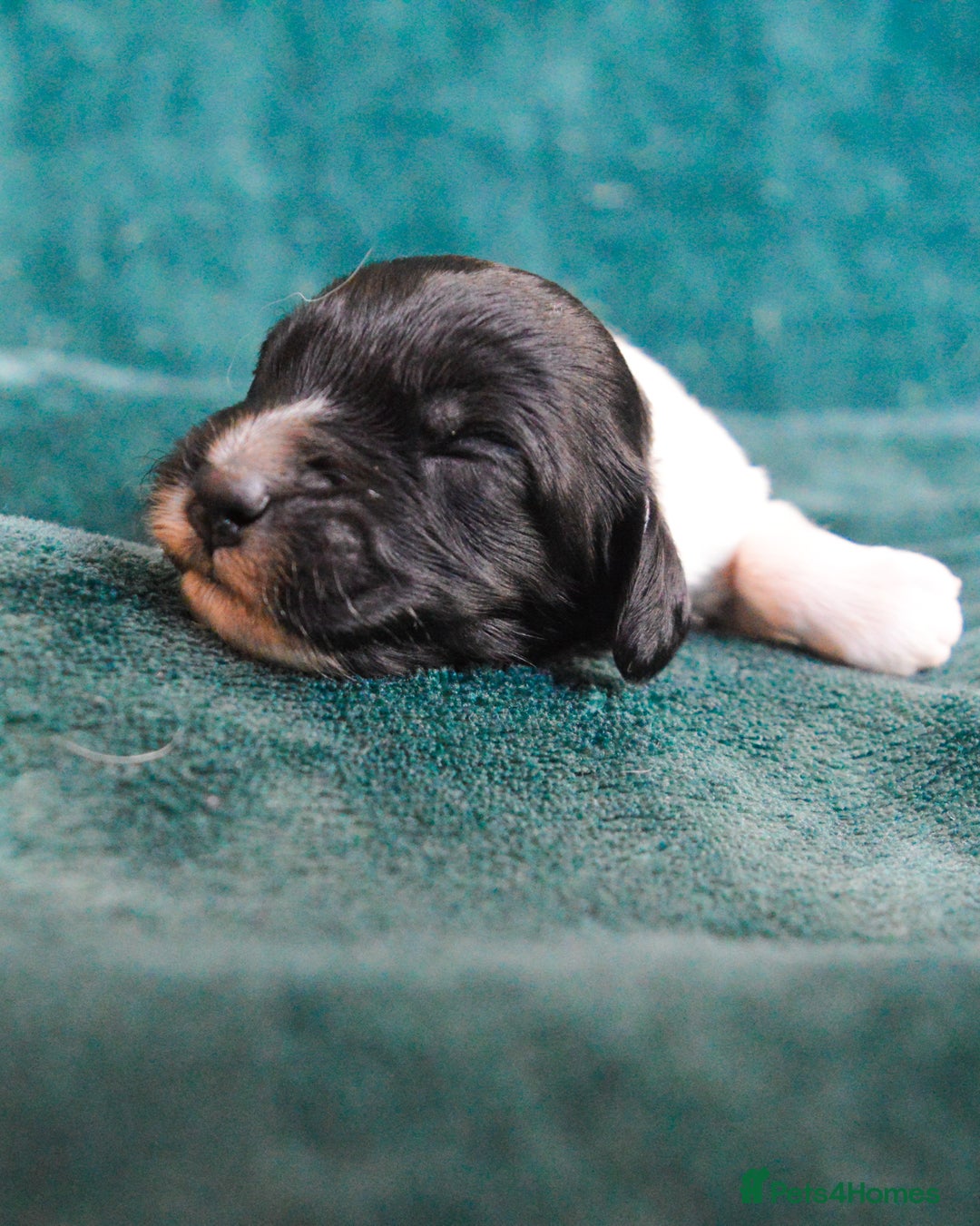 Cockapoo dogs for sale: Beautiful F1 Cockapoos - Image 8