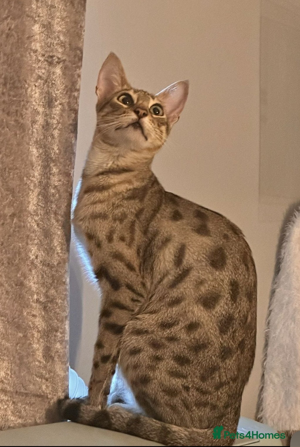 Savannah cats F4 Savannah Kitten’s - Advert 4