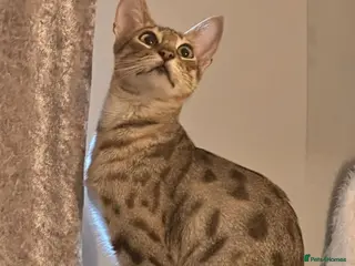 Savannah cats F4 Savannah Kitten’s - Advert 4