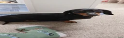 Miniature Dachshund dogs for sale: Miniature daschund puppies - Advert 2