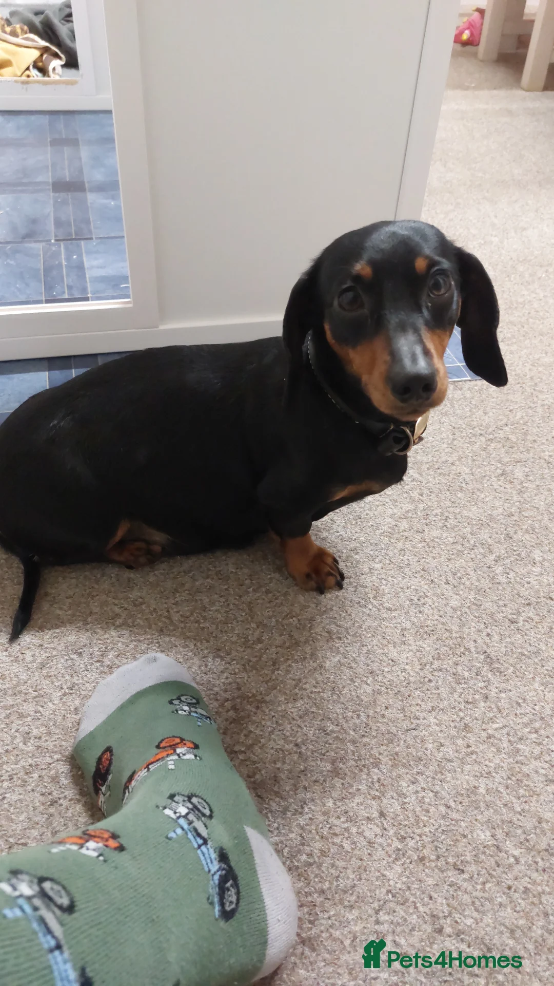 Miniature Dachshund dogs for sale: Miniature daschund puppies - Advert 2
