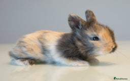 Lionhead rabbits for sale: Quality Double-maned Lionhead Bunnies - Image 3