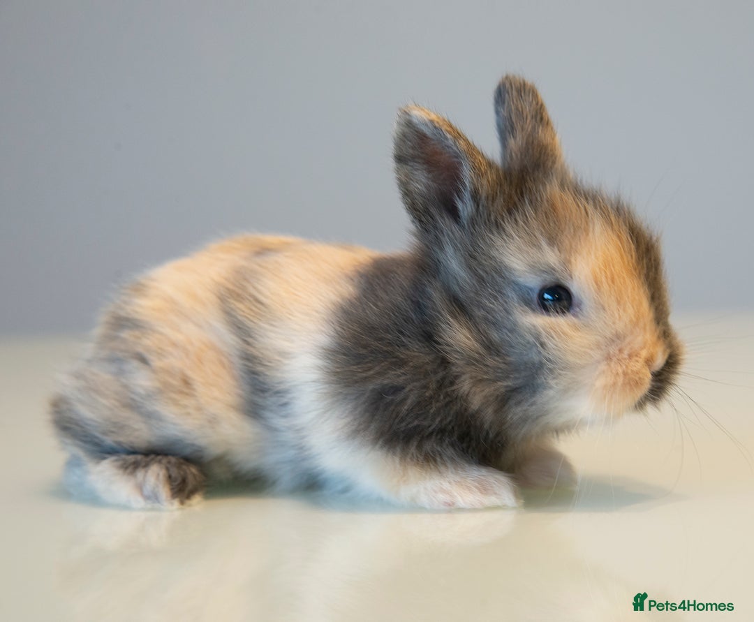 Lionhead rabbits for sale: Quality Double-maned Lionhead Bunnies - Image 3