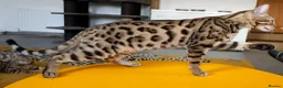 Bengal cats for sale: Striking Brown Rosetted Boy  - Advert 7