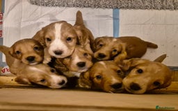 Cocker Spaniel dogs for sale: Beautiful kc working cocker spaniel puppies  - Image 8