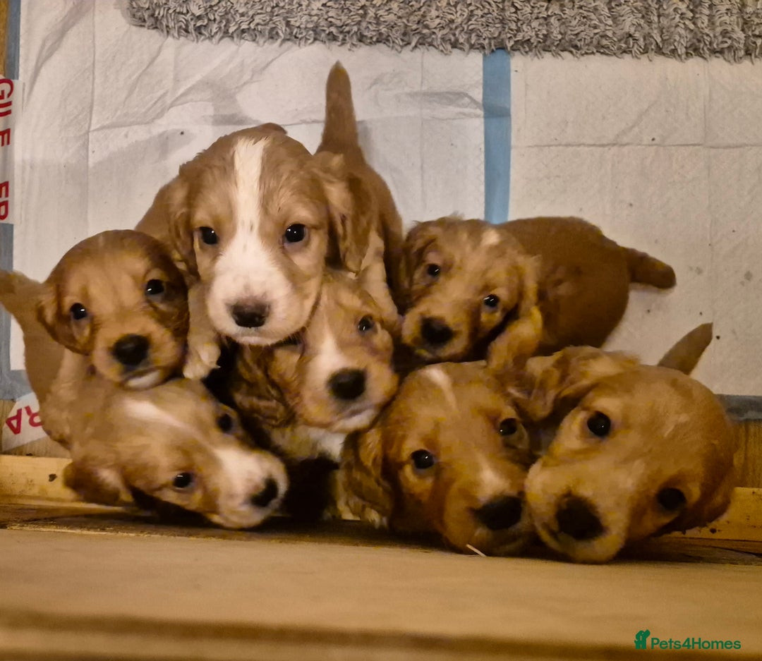Cocker Spaniel dogs for sale: Beautiful kc working cocker spaniel puppies  - Image 8