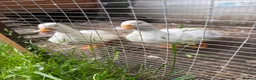 Ducks poultry for sale: pair of call ducks - Advert 3
