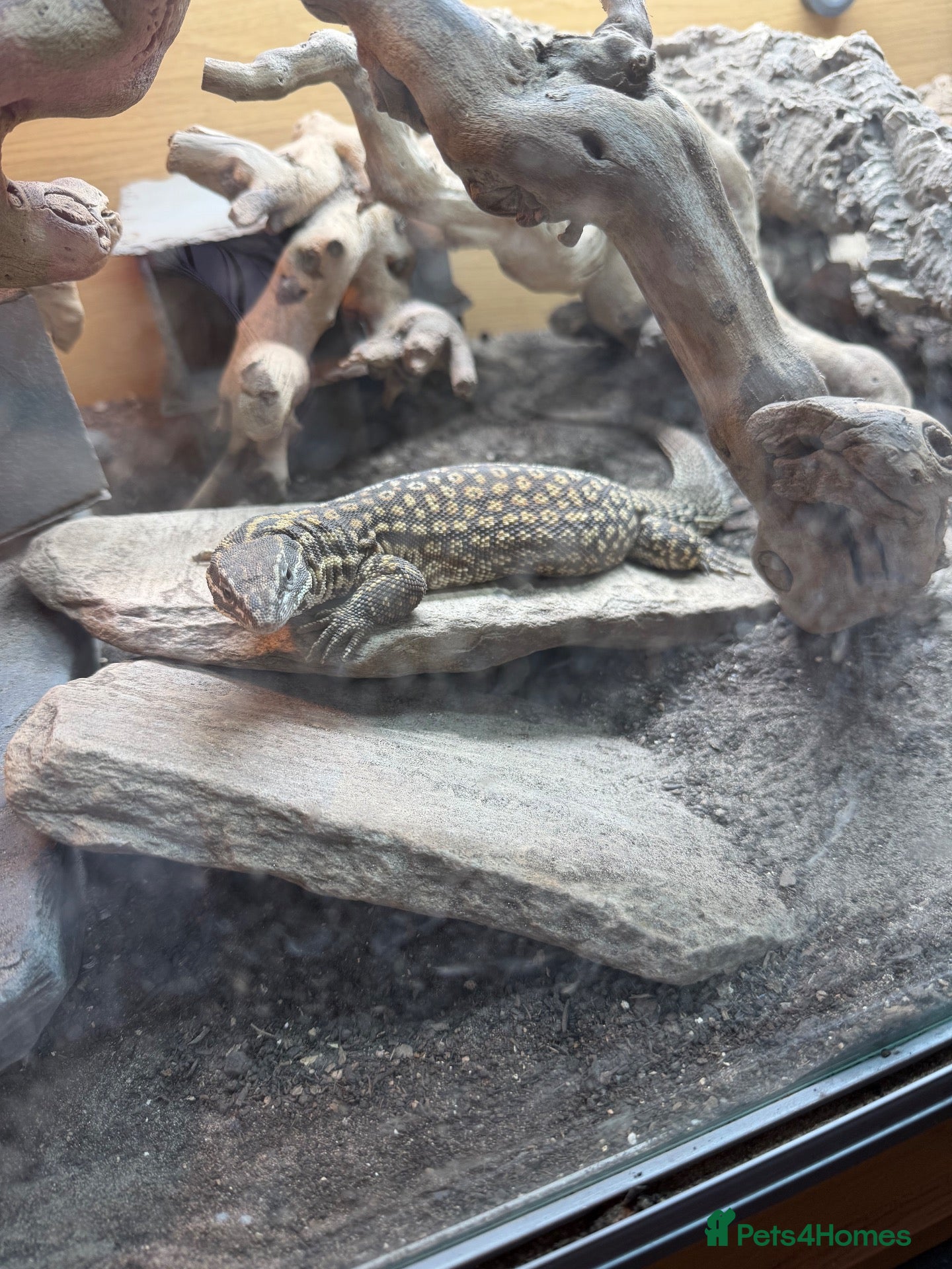 Monitor reptiles Ackie Monitor & Set Up - Advert 2