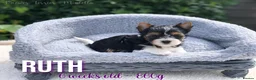 Yorkshire Terrier dogs for sale: Beautiful Litter of Six Biewer Terriers! - Advert 13