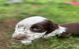 Sprocker dogs for sale: Beautiful F1 Sprocker Spaniel Puppies. in King's Lynn - Image 21