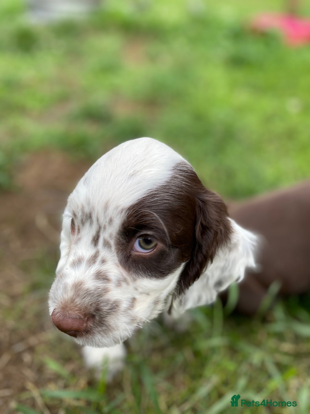 Sprocker dogs for sale: Beautiful F1 Sprocker Spaniel Puppies. in King's Lynn - Image 21