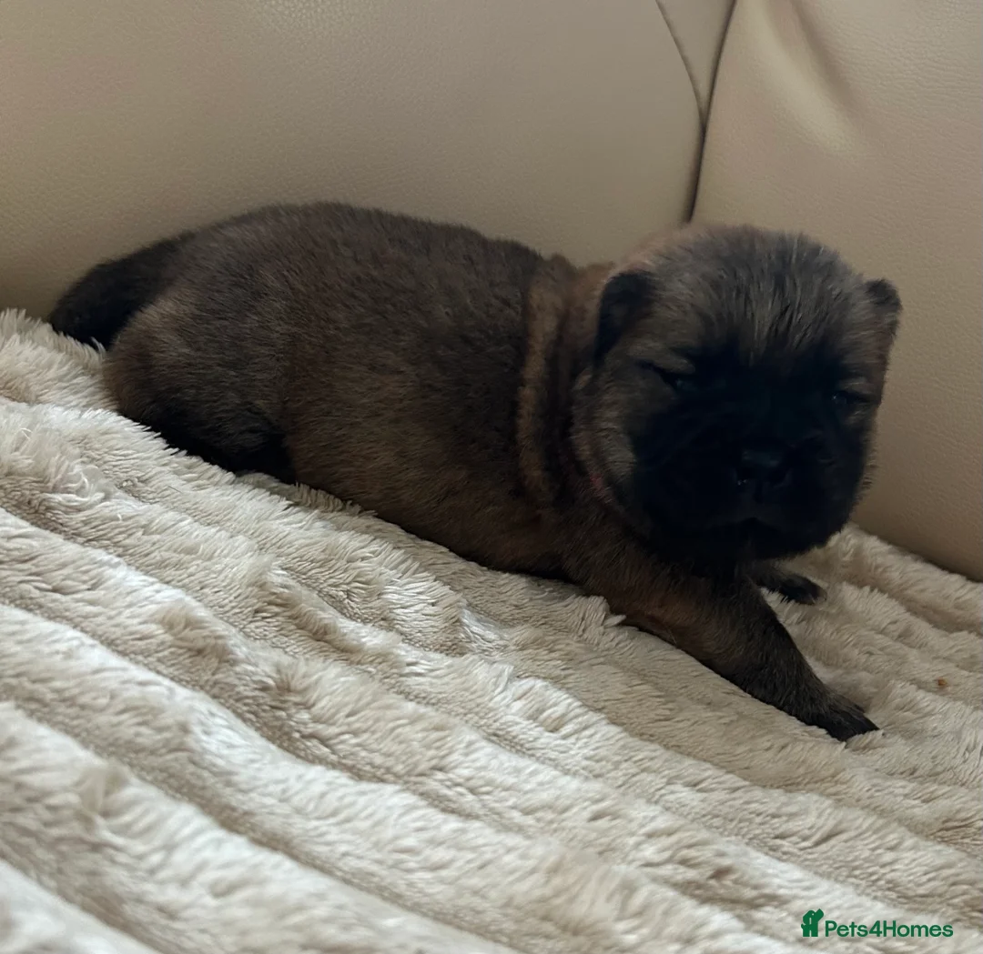 Chow Chow dogs for sale: 7 Stunning Chow Chow Puppies - Advert 8