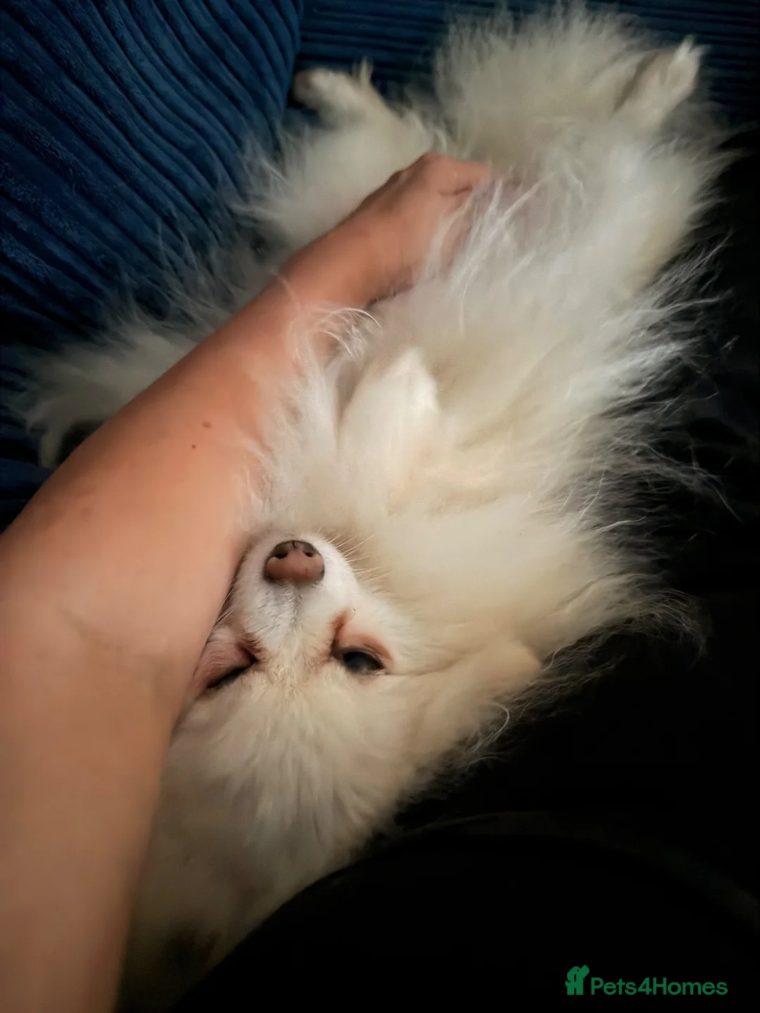 Pomeranian dogs for adoption: Very gentle 2 year old Pomeranian girl  - Advert 2