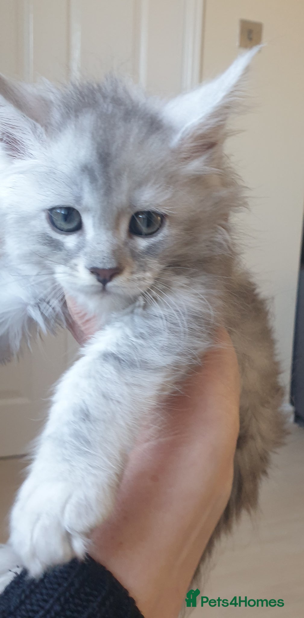 Maine Coon cats Tica registered Maine Coons  - Advert 2