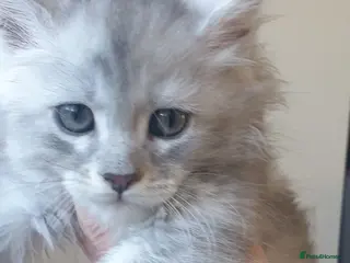 Maine Coon cats Tica registered Maine Coons - Advert 8