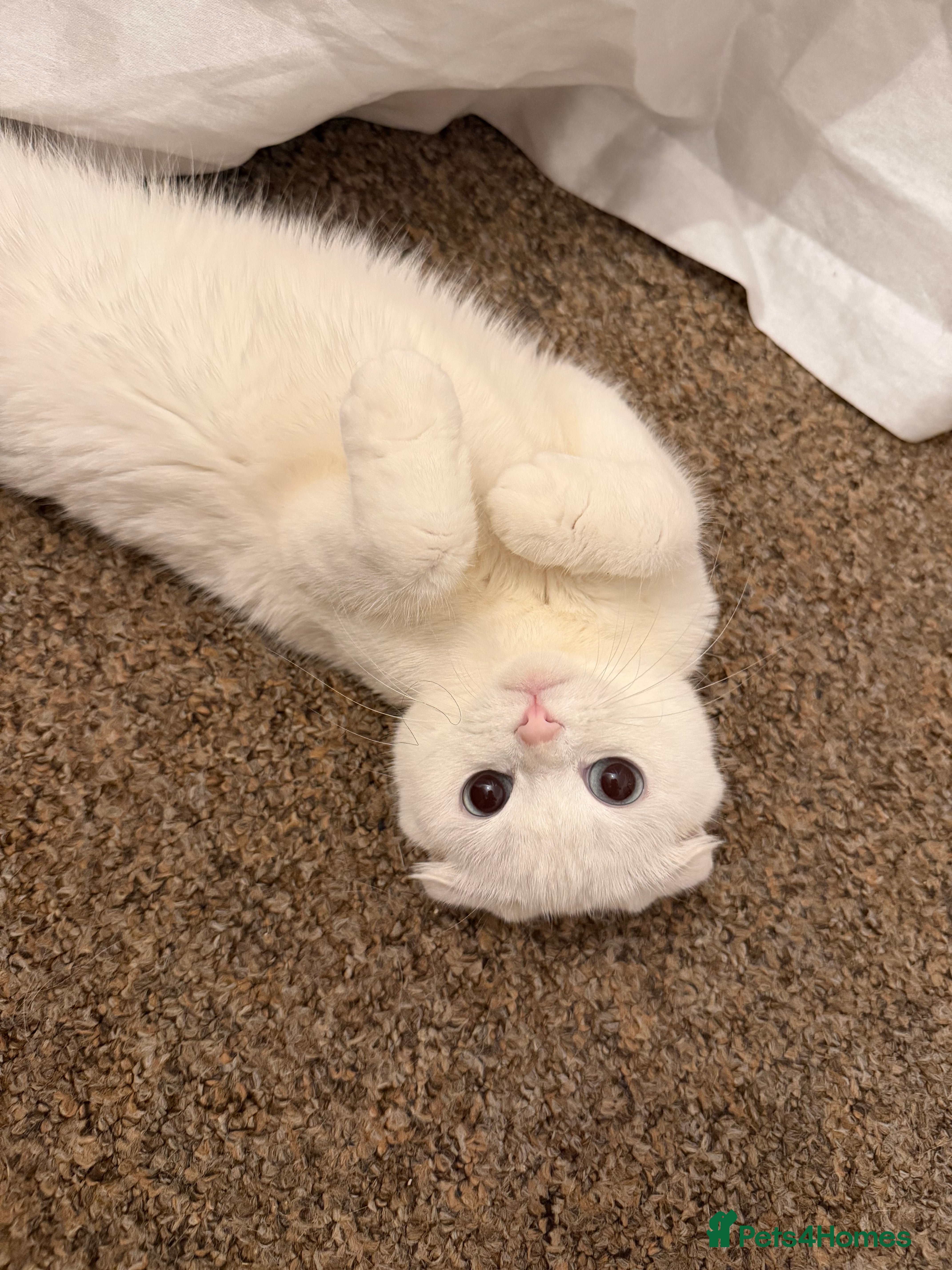 Mixed Breed cats for sale: Persian x Scottish fold mix kittens  - Advert 1