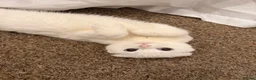 Mixed Breed cats for sale: Persian x Scottish fold mix kittens  - Advert 1