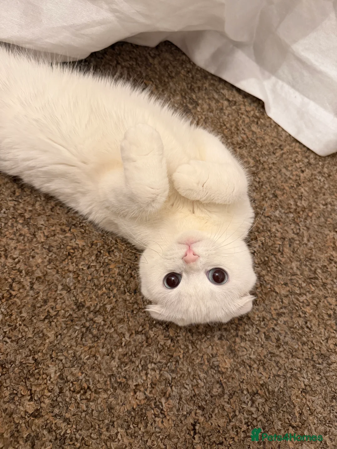 Mixed Breed cats for sale: Persian x Scottish fold mix kittens  - Advert 1