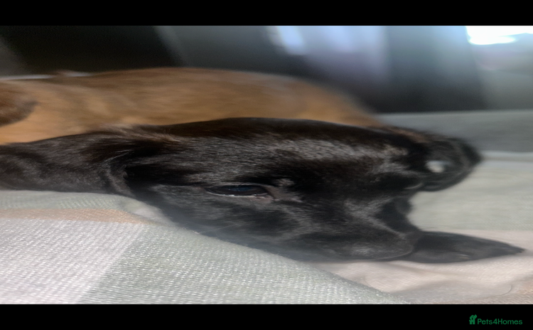 Mixed Breed dogs - Advert 3