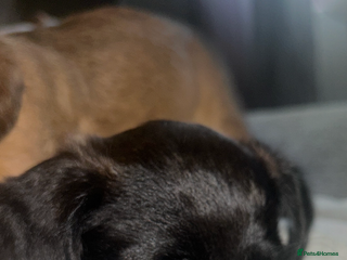 Mixed Breed dogs - Advert 3