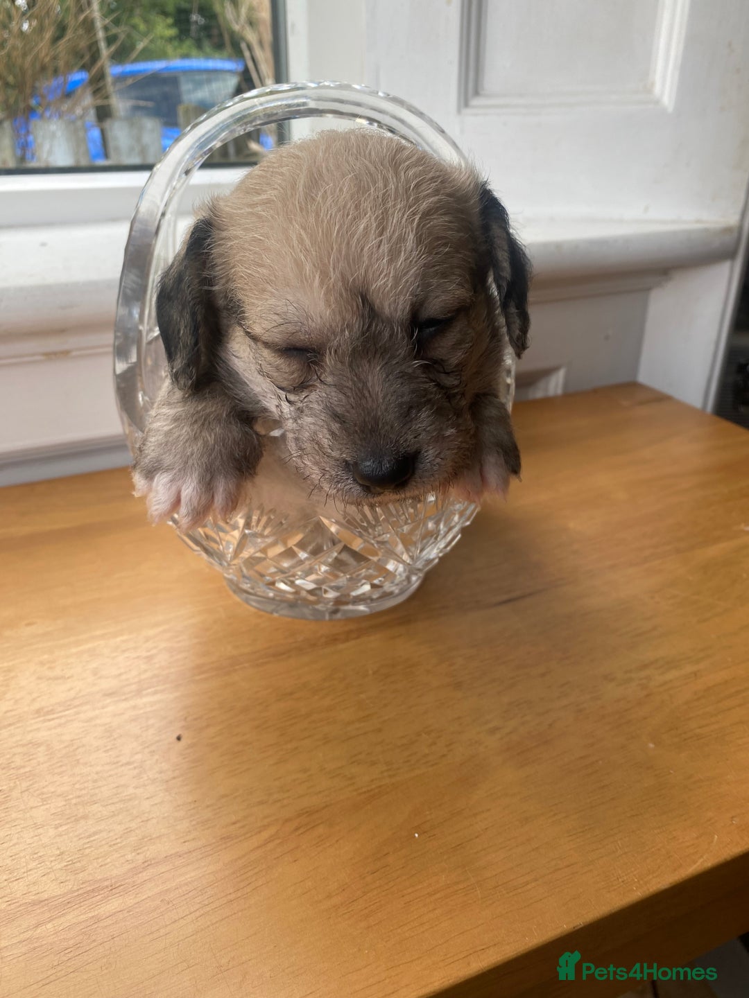 Mixed Breed dogs for sale: Doxie - chon puppies for sale - Image 14