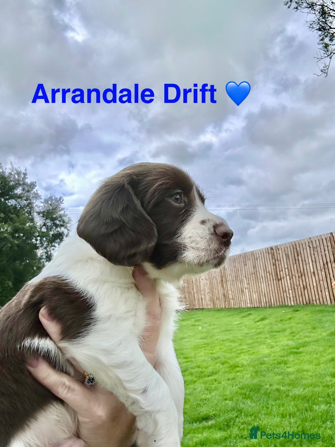 English Springer Spaniel dogs for sale: Springer Spaniels - Image 20