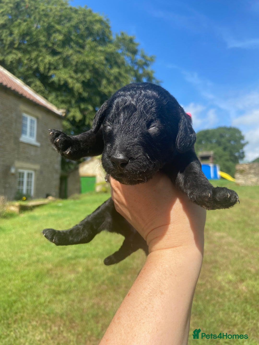 Aussiedoodle dogs for sale: Gorgeous Aussie Doodle Pups - Image 22