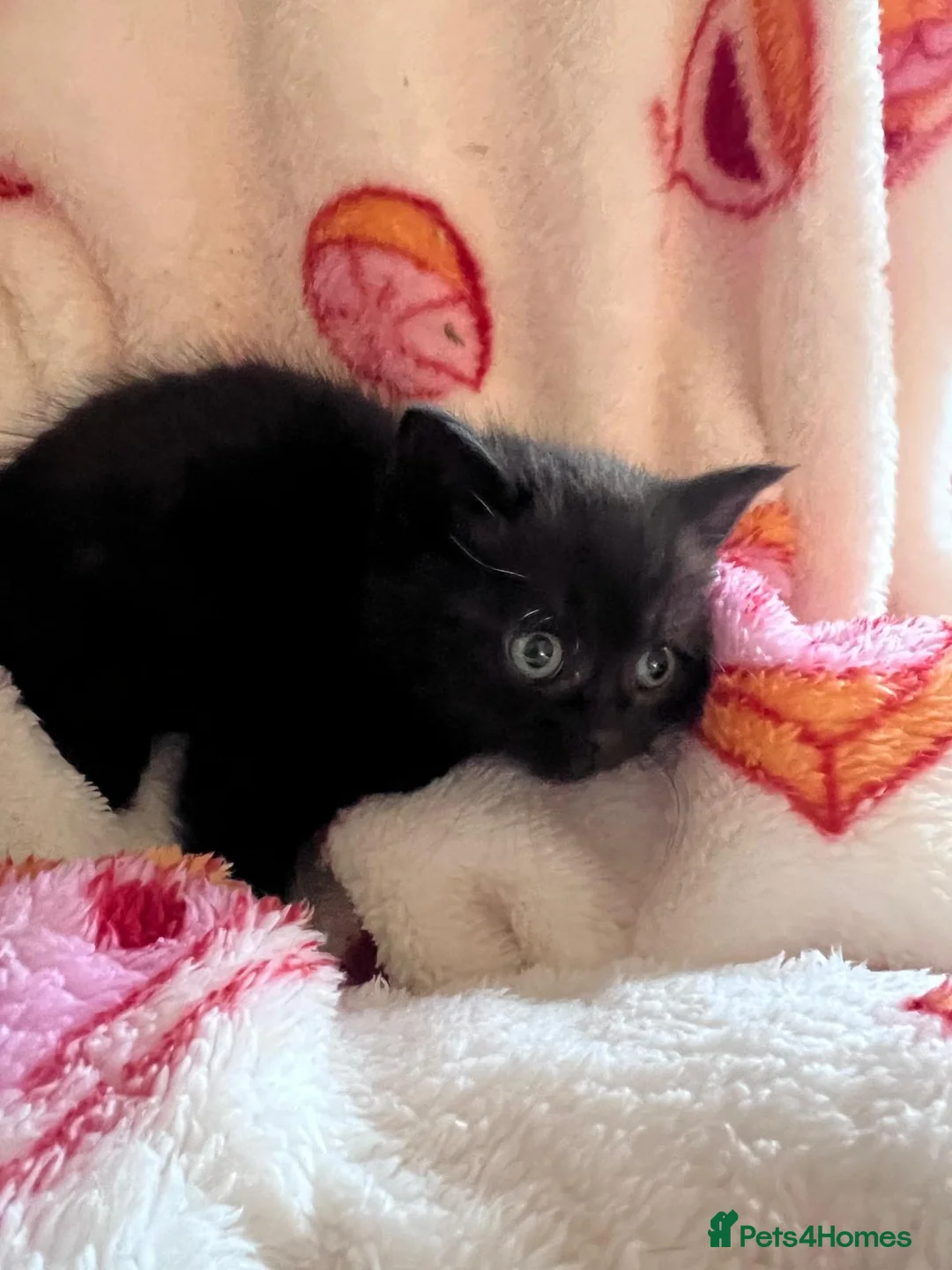 Mixed Breed cats for sale: Mix breed British blue kittens black  - Advert 2