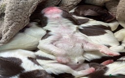 English Springer Spaniel dogs for sale: Springer Spaniel Pups - Image 2