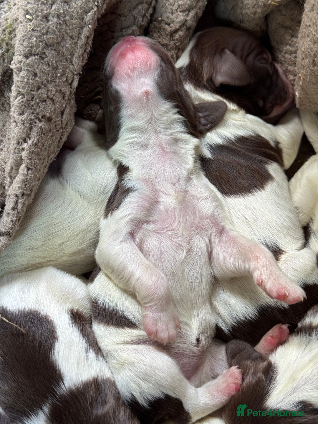 English Springer Spaniel dogs for sale: Springer Spaniel Pups - Image 2