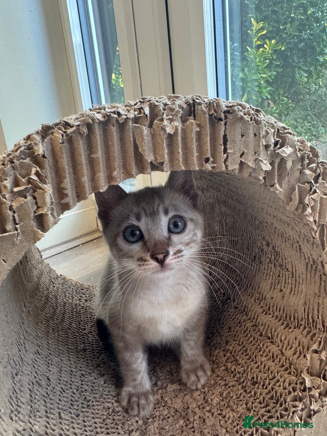 Bengal cats for sale: Beautiful Bengal Kittens Tica Registered 🌈🐾 - Image 13
