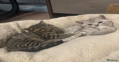 British Shorthair cats - Advert 6